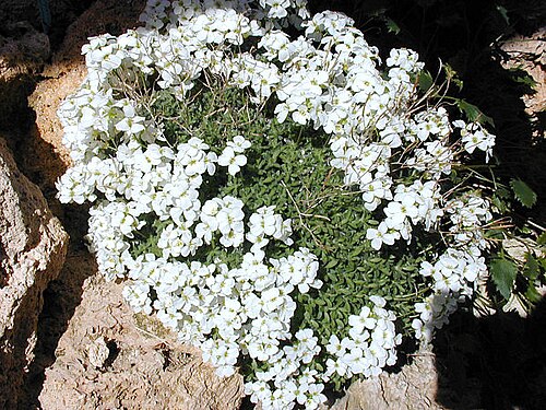 Balkan goose cress: Plante en coussin des Balkan, de 2 à 6 cm de haut sur étendu rocheuse et éboulis.