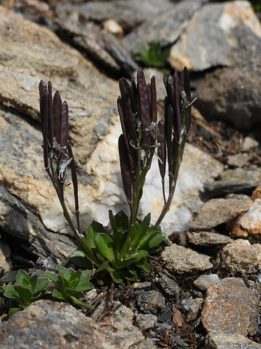 Arabis caerulea (Arabis caerulea)