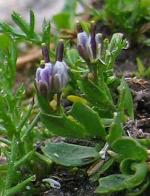 Arabis caerulea: Arabis caerulea ( de:Blau-Gänsekresse ), photographed at Steirische Kalkspitze, en:Styria , en:Austria