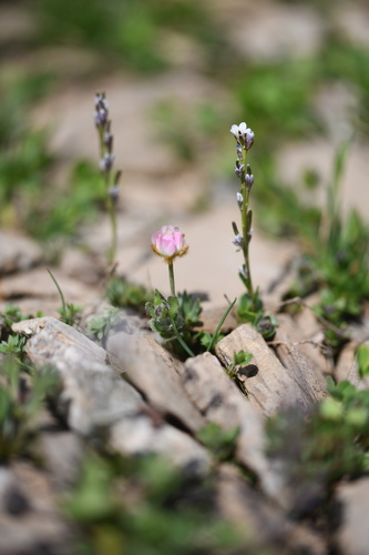 Arabis caerulea (Arabis caerulea)