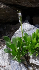 Arabis caerulea (Arabis caerulea)