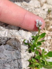 Arabis caerulea (Arabis caerulea)