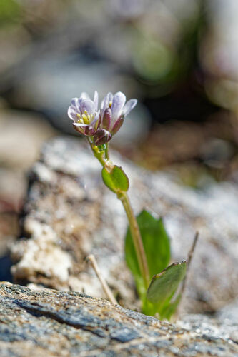 Arabis caerulea (Arabis caerulea)