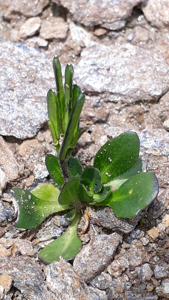Arabis caerulea (Arabis caerulea)