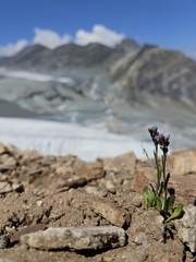 Arabis caerulea (Arabis caerulea)