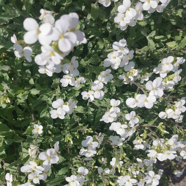 Arabis caucasica (Arabis caucasica)