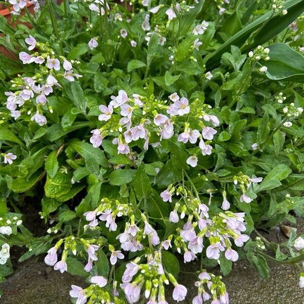 Arabis caucasica (Arabis caucasica)