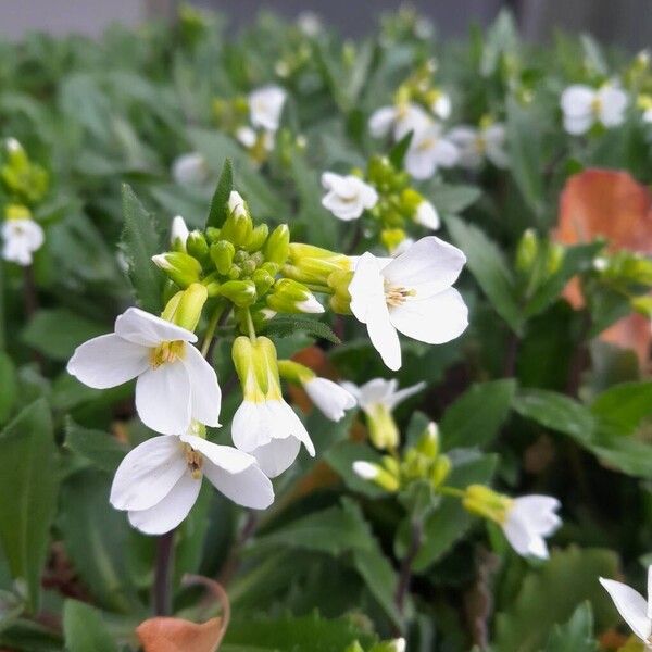Arabis caucasica (Arabis caucasica)