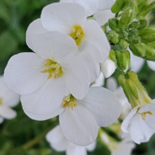 Arabis caucasica (Arabis caucasica)