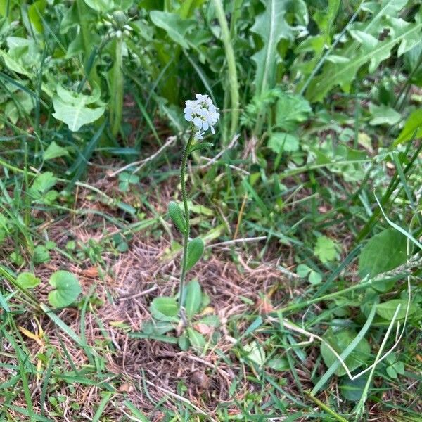 Arabis ciliata (Arabis ciliata)
