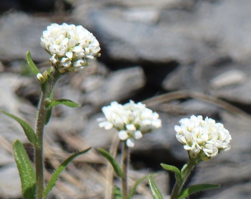 Arabis ciliata (Arabis ciliata)