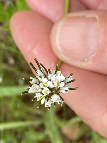 Arabis ciliata (Arabis ciliata)