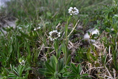 Arabis ciliata (Arabis ciliata)