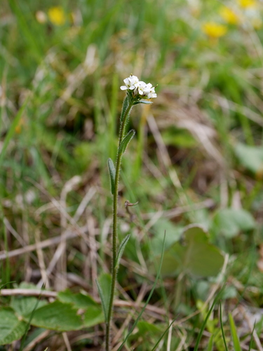 Arabis ciliata (Arabis ciliata)