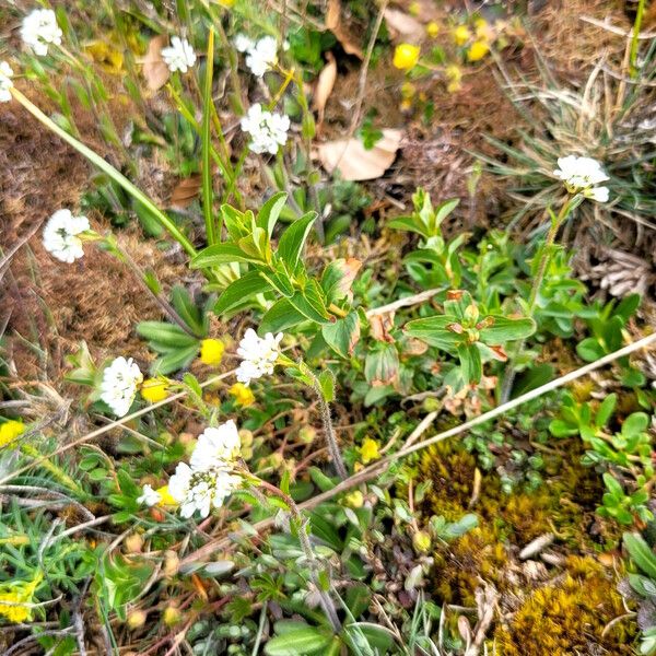 Arabis ciliata (Arabis ciliata)