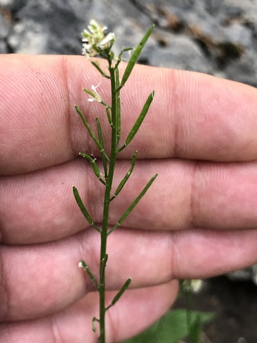 Arabis ciliata (Arabis ciliata)