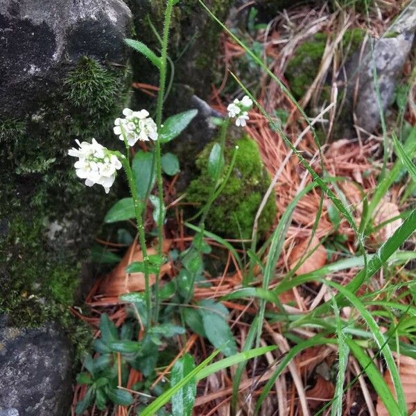 Arabis ciliata (Arabis ciliata)