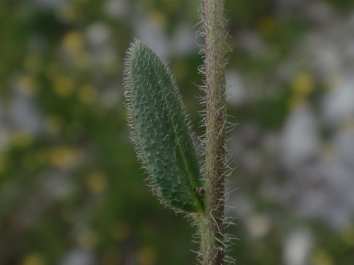 Arabis ciliata (Arabis ciliata)