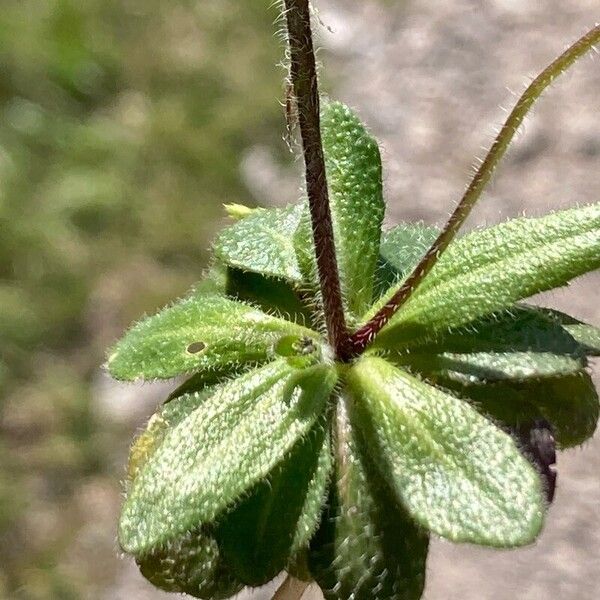 Arabis ciliata (Arabis ciliata)