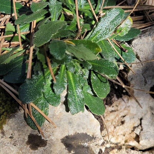 Arabis collina (Arabis collina)