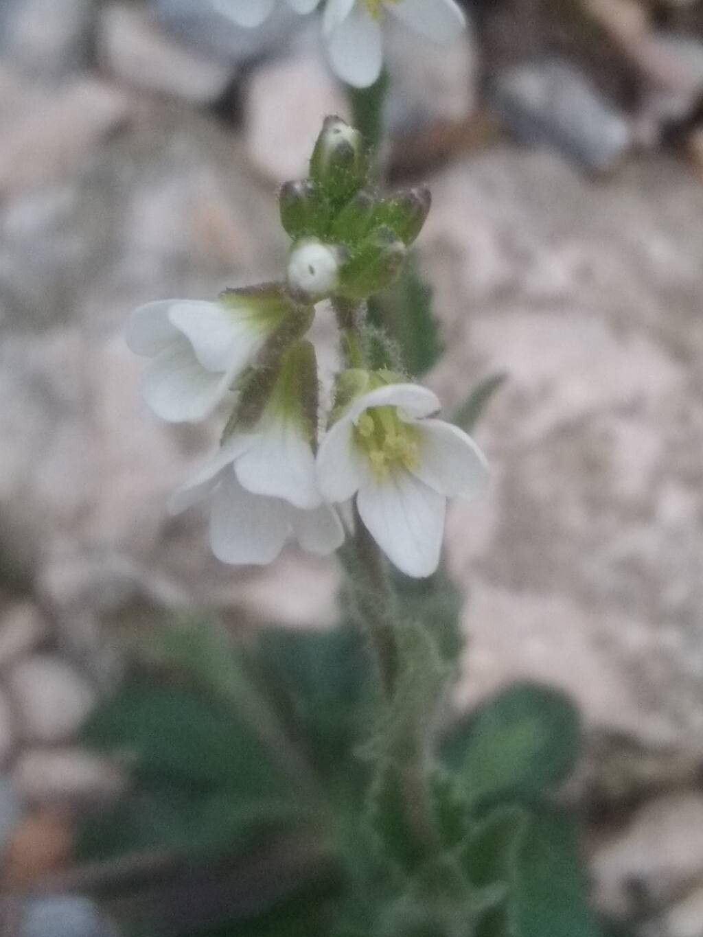 Arabis collina (Arabis collina)