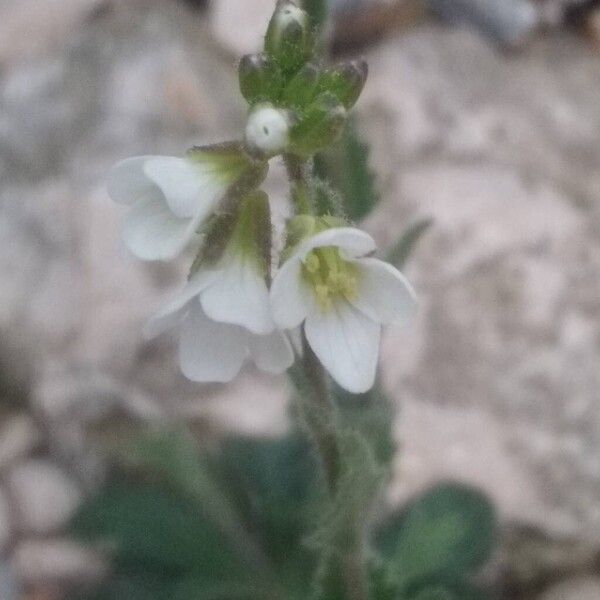 Arabis collina (Arabis collina)