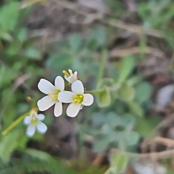 Arabis collina (Arabis collina)