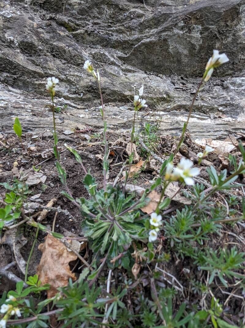 Arabis collina (Arabis collina)