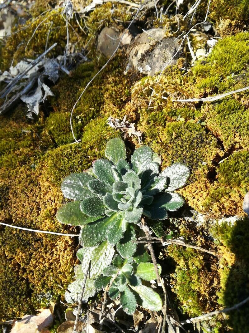 Arabis collina (Arabis collina)