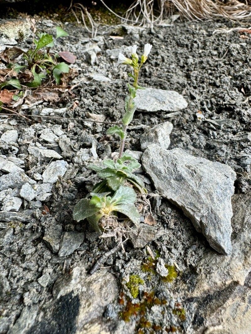 Arabis collina (Arabis collina)