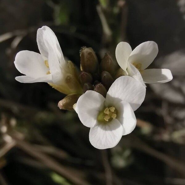 Arabis collina (Arabis collina)