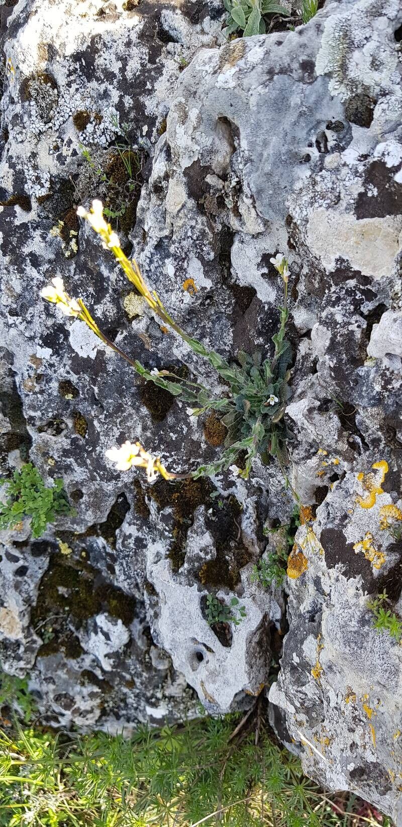 Arabis collina (Arabis collina)
