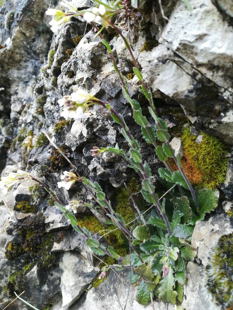 Arabis collina (Arabis collina)