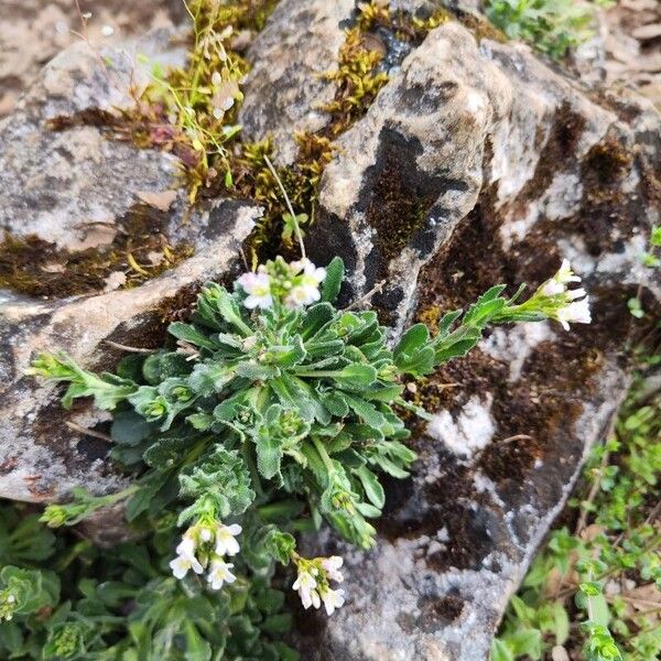 Arabis collina (Arabis collina)