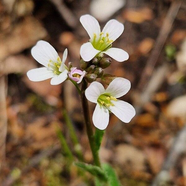 Arabis collina (Arabis collina)