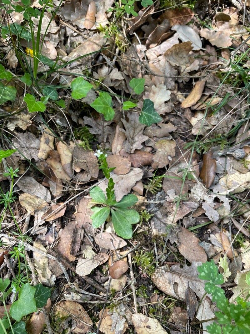 Arabis collina (Arabis collina)