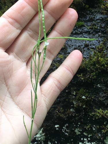 Eschscholtz's hairy rockcress (Arabis eschscholtziana)
