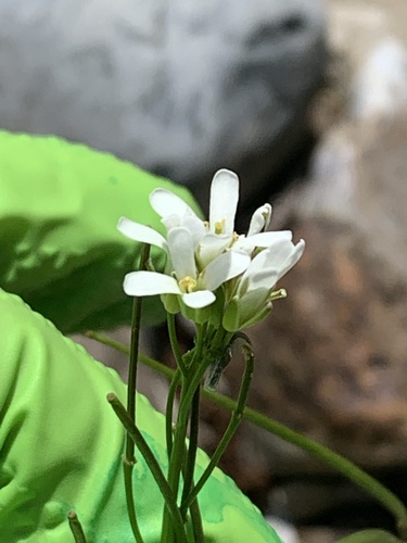 Eschscholtz's hairy rockcress (Arabis eschscholtziana)