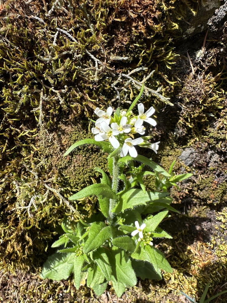 Eschscholtz's hairy rockcress (Arabis eschscholtziana)