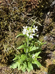 Eschscholtz's hairy rockcress (Arabis eschscholtziana)