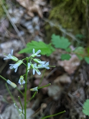 Eschscholtz's hairy rockcress (Arabis eschscholtziana)