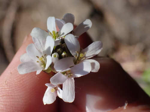 Eschscholtz's hairy rockcress (Arabis eschscholtziana)