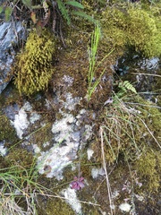 Eschscholtz's hairy rockcress (Arabis eschscholtziana)