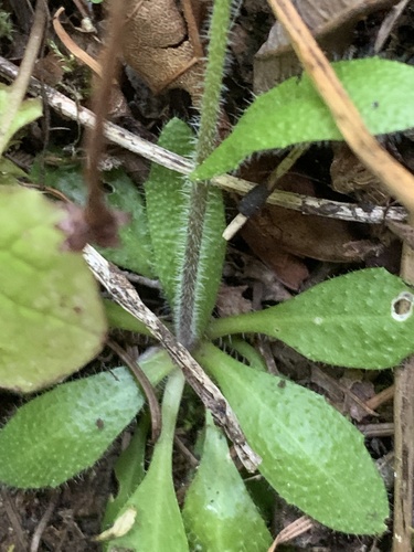 Eschscholtz's hairy rockcress (Arabis eschscholtziana)