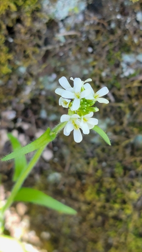 Eschscholtz's hairy rockcress (Arabis eschscholtziana)