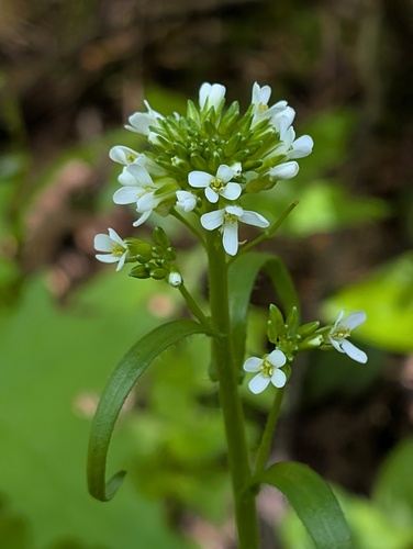 Eschscholtz's hairy rockcress (Arabis eschscholtziana)
