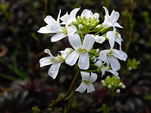 Arabis ferdinandi-coburgii: Arabis ferdinandi-coburgii
