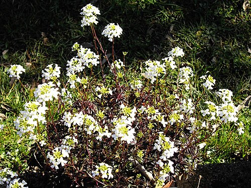 Arabis ferdinandi-coburgii: Arabis ferdinandi-coburgii
