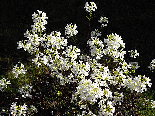 Arabis ferdinandi-coburgii: Arabis ferdinandi-coburgii