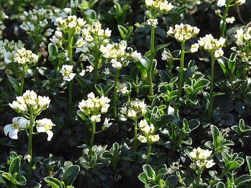 Arabis ferdinandi-coburgii: Arabis ferdinandi-coburgii